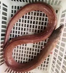 浙江东海海捕海鲜鲜活新鲜野生土龙海鳗鱼蛇鳗鱼海鲜水产滋补500g