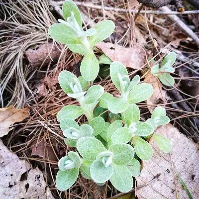 软雀儿粑的做法_【图解】软雀儿粑怎么做好吃_软