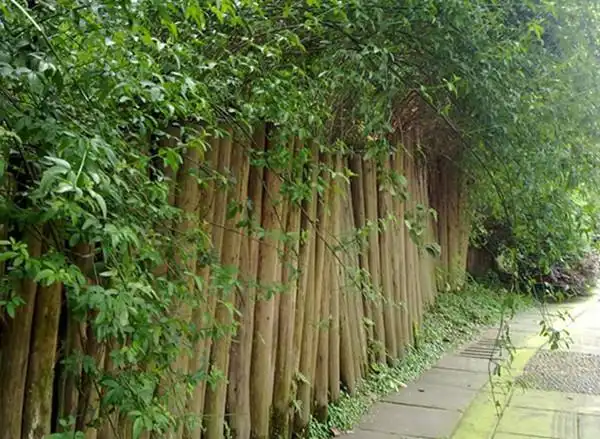 哪些树适合做庭院的树篱笆?