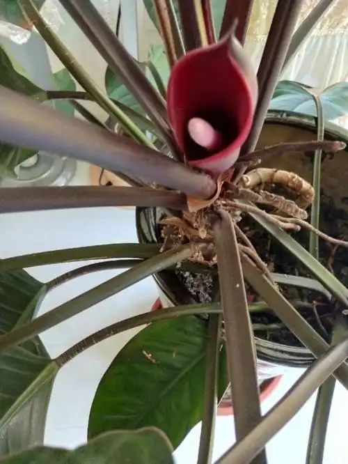 红钻绿植开花很少见,今年这株绿植开了两次花,很漂亮.