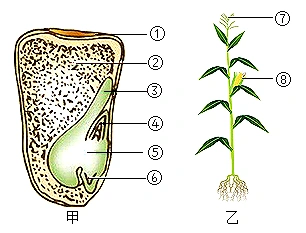 世界卫生组织(who)将玉米称为人类膳食结构的平衡大使.
