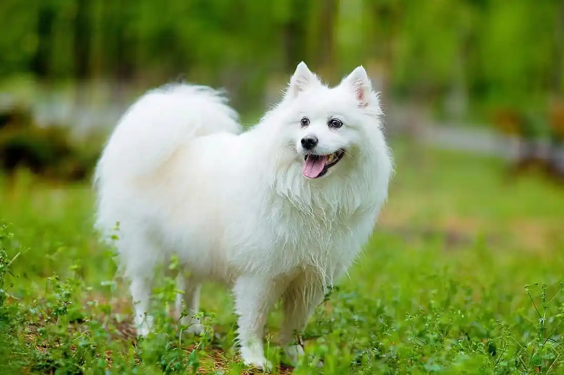 养一只日本银狐犬,你一定要知道的事