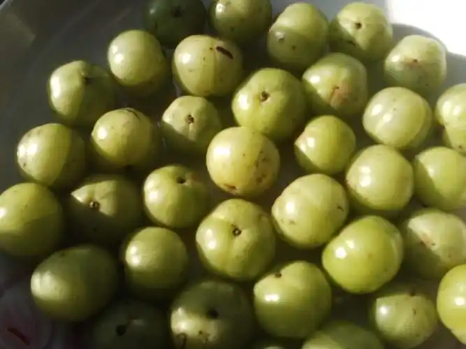 野生橄榄果图片什么样