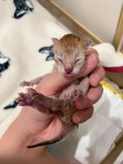 金渐层宝宝终于出生啦