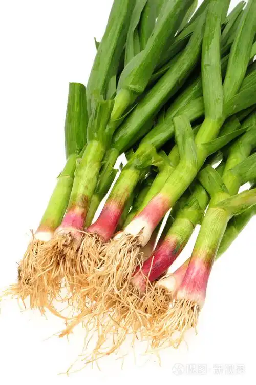 年轻的绿蒜叶上孤立的白色背景