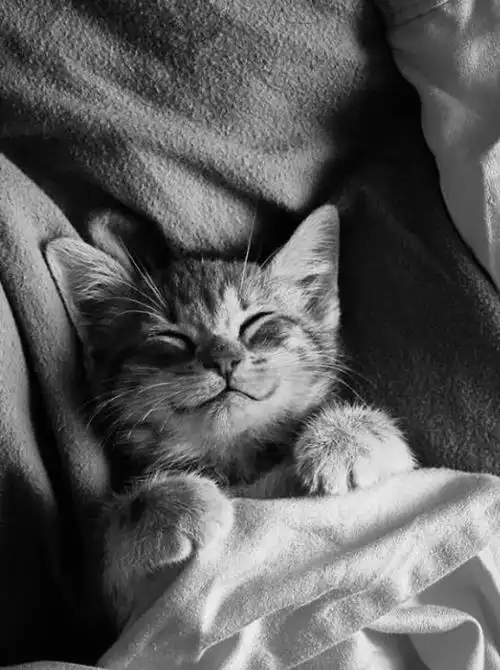 一组猫咪微笑的温暖图片看完后心情都愉悦了