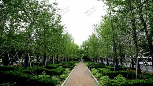 道路两侧绿化养护解决方案