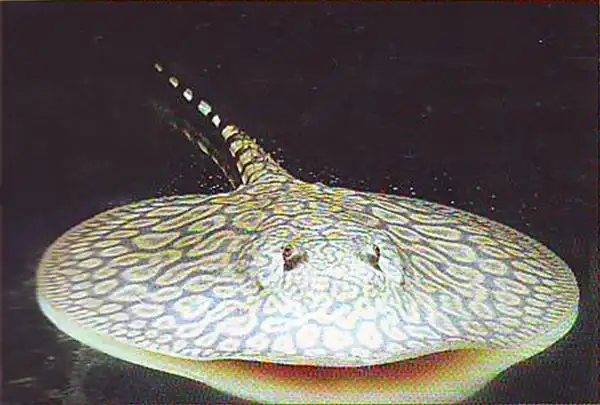 魟鱼品系—帝王魟系列