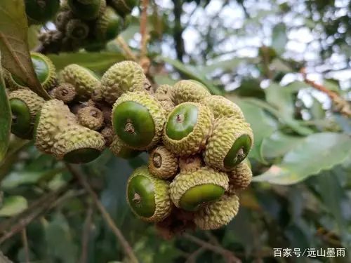 那些大山里的野果,藏着我们曾经的儿童记忆