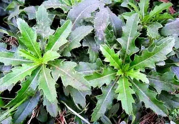 刺儿菜又被称为:蓟蓟草,刺狗牙,刺蓟,枪刀菜,小恶鸡婆.