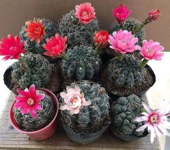 十种常见的开花的仙人球,美爆了