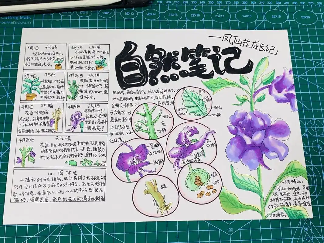 自然笔记《凤仙花》 99临摹客单发的图片,没有找到原作者,如作者