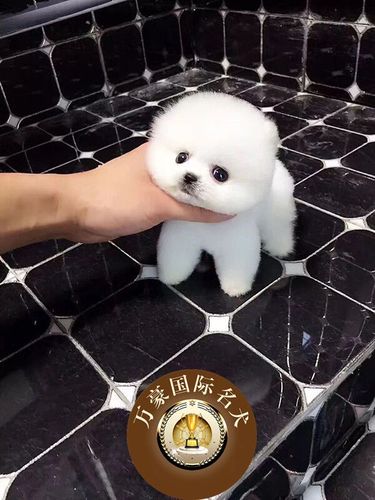 一般的茶杯犬价格在2500元左右,血统较纯正的话价格在3000元之间茶杯