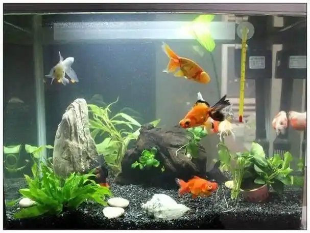 鱼缸悬浮很多微小气泡新开缸的鱼缸里为什么会有许多气泡这些气泡对于