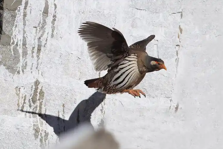 藏雪鸡——西藏行(三)