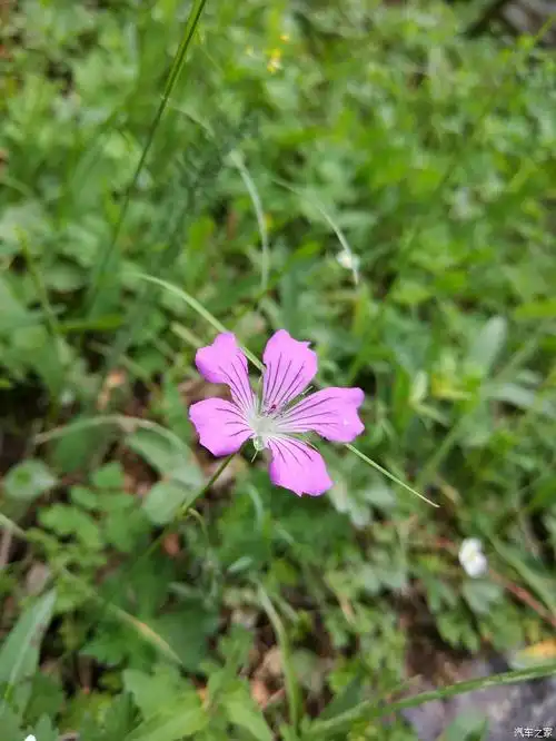 新疆轰五大队端午节深山老林野三天
