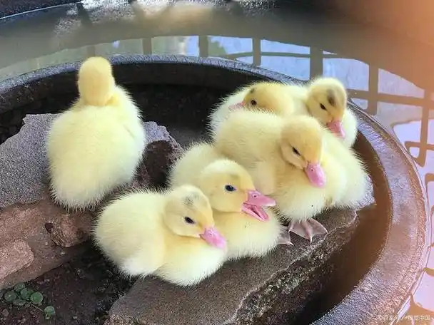 宠物鸭柯尔鸭多少钱一只?宠物鸭柯尔鸭的价格及其特点