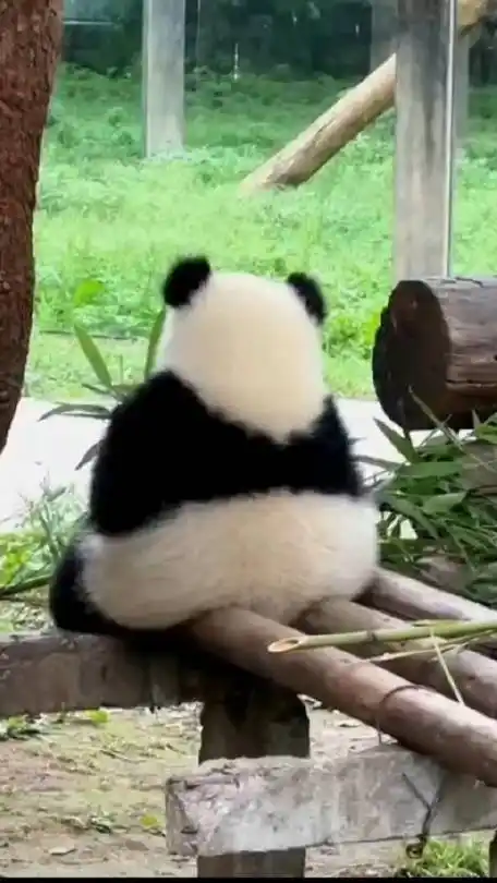 熊猫背影,哪个看起来更美味