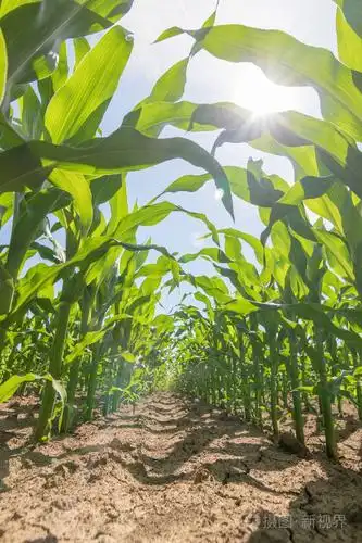 绿玉米在田间生长.绿色玉米植物