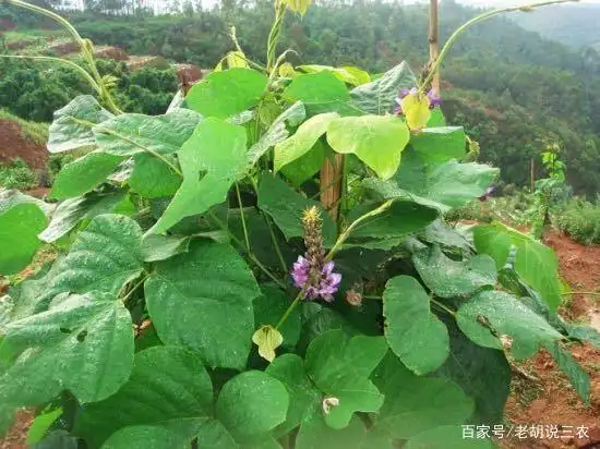 农村俗语:"适配母羊情欲差,只因野葛没到家",是咋回事?