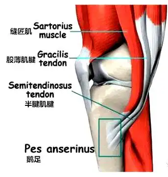 浅层由缝匠肌腱组成,它与小腿筋膜相融合;深层位于后方,它由前面的股