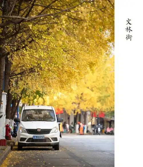 金黄色的文林街