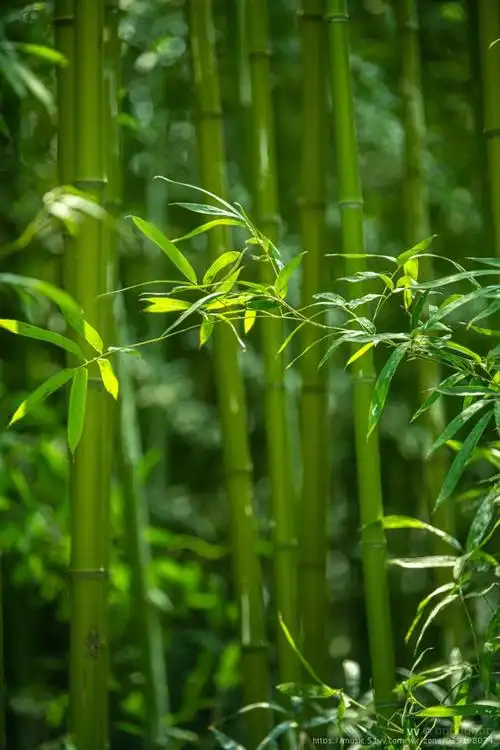 683_1024竖版 竖屏