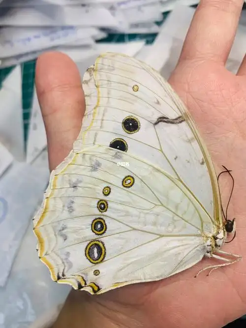 多音白闪蝶春型