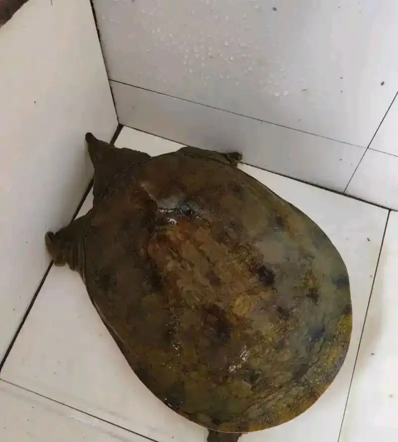 老公花了300块钱购买了一只3斤重的野生甲鱼,公公却说老公上当受骗了