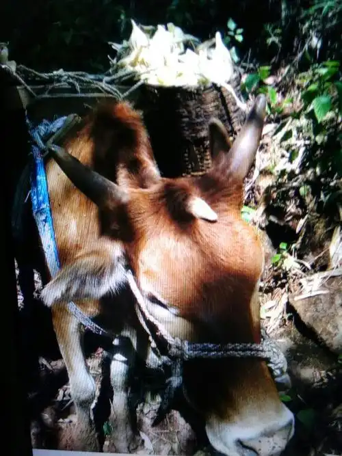 这黄牛为什么长出三支角?