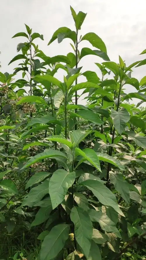 神奇的植物南非叶