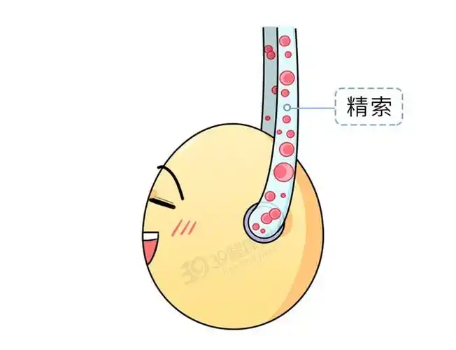 切除率高达533的睾丸扭转到底是怎么发生的男生都该懂