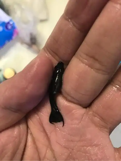 黑玛丽肚子发白,请问这是水霉么?