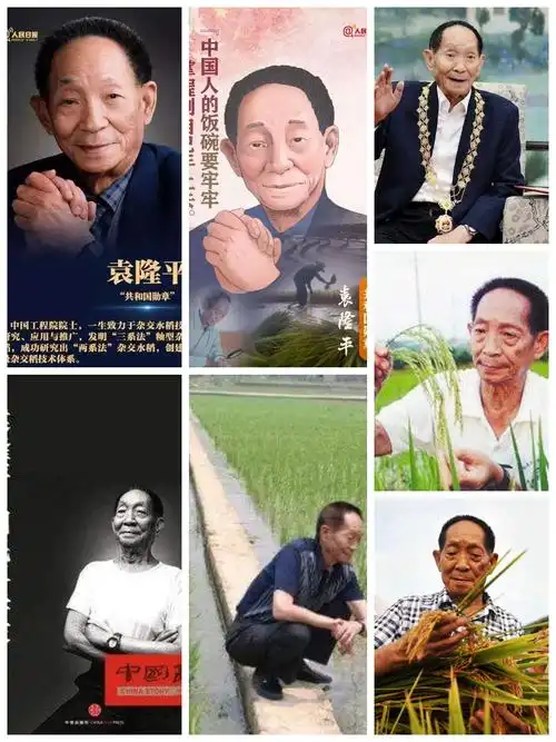 颂袁隆平—中国杂交水稻之父