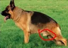 小狗狗怎么分公母图解