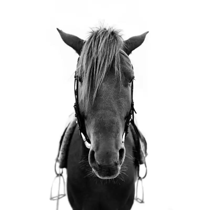 马头,马头上的匹棕色的马.