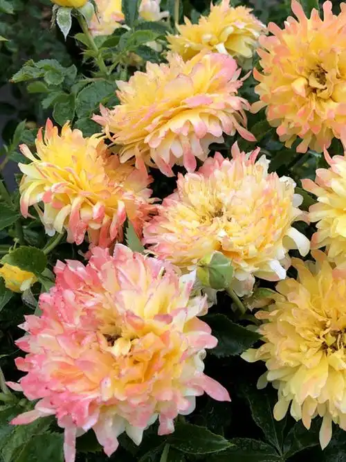 海蒂花园烟花波浪直立月季切花奇特多季开花月季