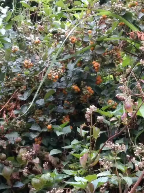 这个野果子叫什么名字