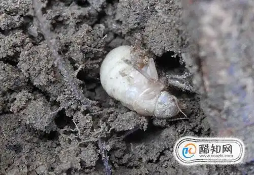 02蝉每年的6-7月会从蛹变成成虫然后在短短的数日内产卵,卵在第二年5