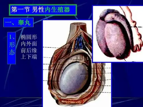 男性内生殖器 第一节 男性内生殖器 一,睾丸 1, 椭圆形 形 内外面 态