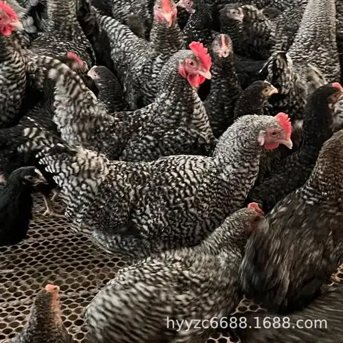 养殖场批发芦花鸡活苗脱温鸡苗成年芦花鸡活体散养芦花鸡种蛋价格