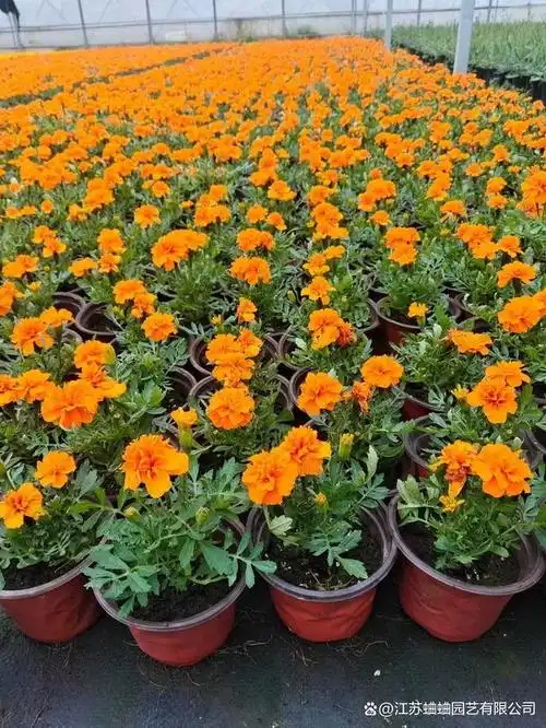 孔雀草苗圃现场实拍图片