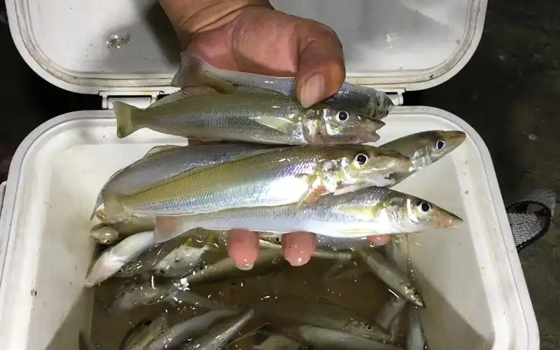 阿华滩钓运气不错,两条竿轮流上货,这沙锥鱼一斤可以卖五六十呢_哔哩