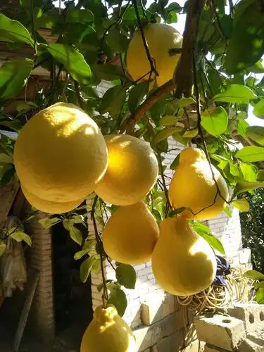 阳光下的柚子,超级漂亮👍想吃容县沙田柚的朋友可以预订啦👇11月4