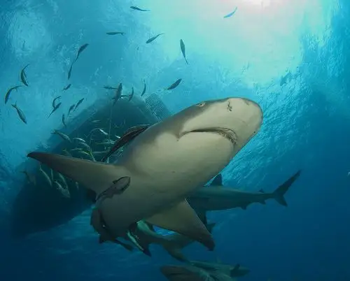 lemon shark 14 | flickr – 相片分享!