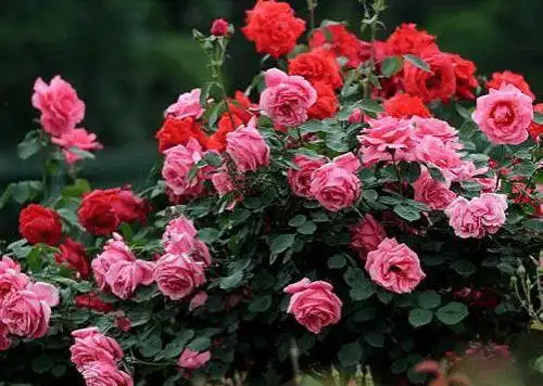 园林绿化,花中皇后"-植物非试管高效快繁月季花_开花