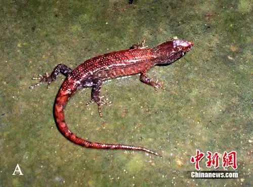 海南棱蜥首现广东始兴车八岭(图)