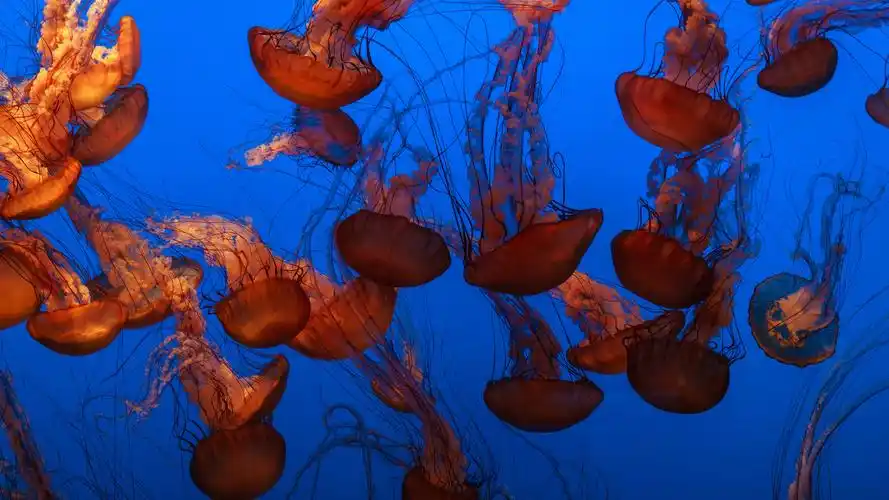浮游生物水母,动物-回车桌面