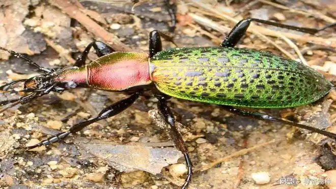 神奇物种——绿步甲|蜗牛|幼虫|甲虫|成虫_网易订阅