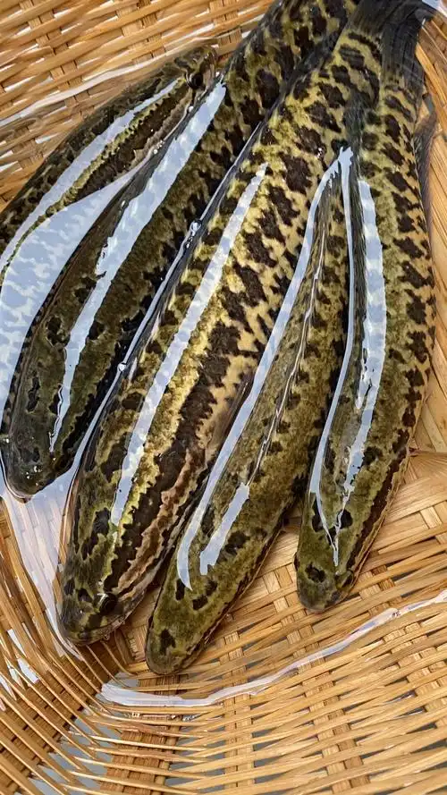 斑鱼(生鱼)有十斤左右,可恢复伤口「愉快」